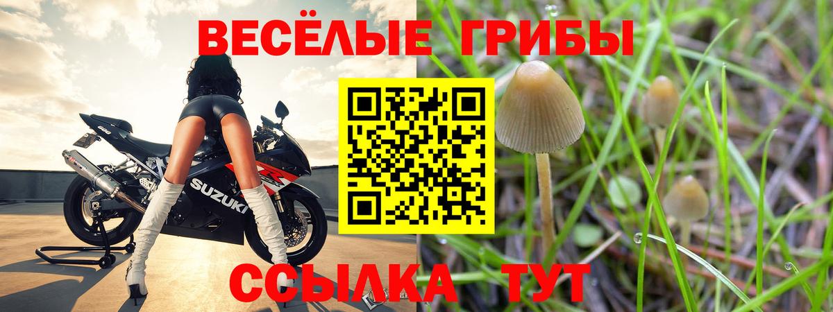Псилоцибиновые грибы Psilocybe Дзержинский